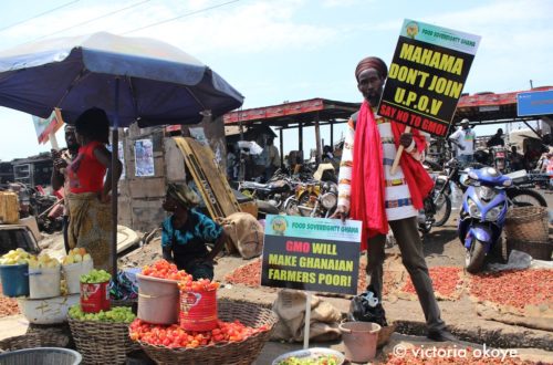Article : Des anti-OGM manifestent à Accra et tentent de lancer un mouvement durable